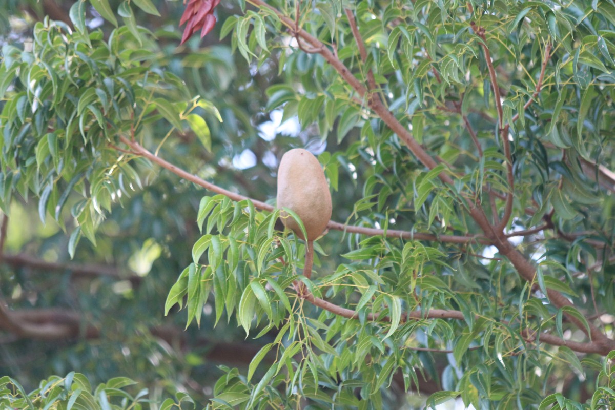 Swietenia mahagoni (L.) Jacq.